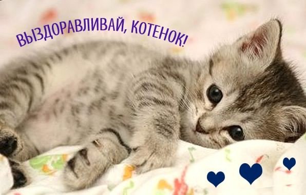 Выздоравливай котик