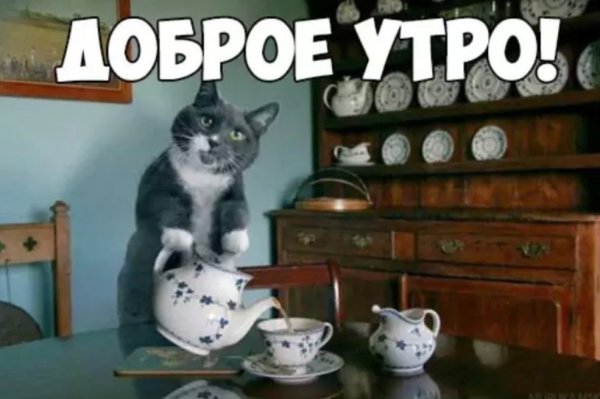 Доброе утро коты