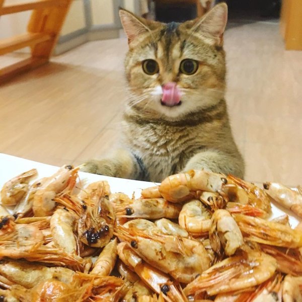 Кот и еда