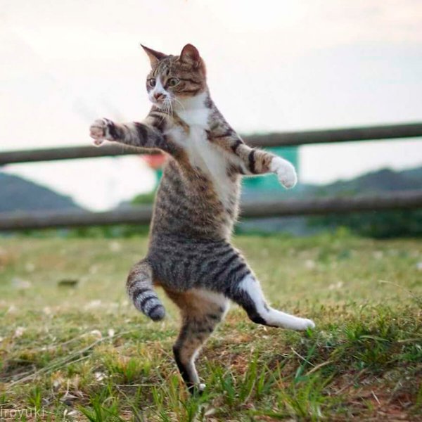 Веселый котик