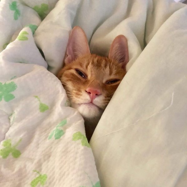 Коты под одеялом
