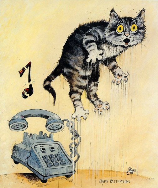 Кот и телефон