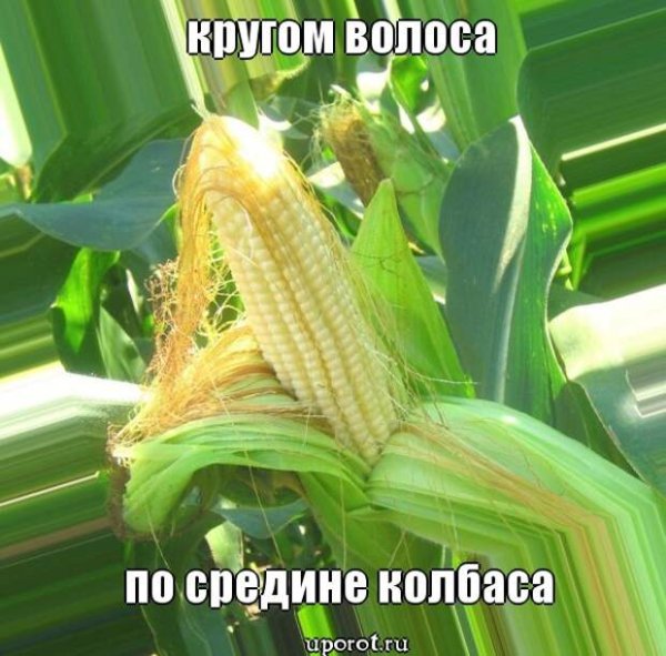С днем кукурузы