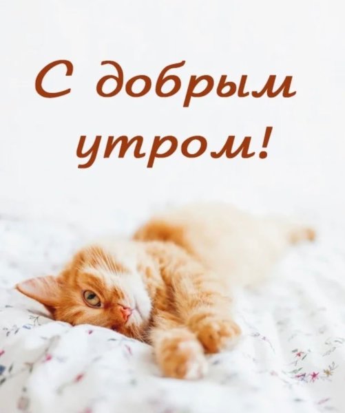 Доброе утро котенок