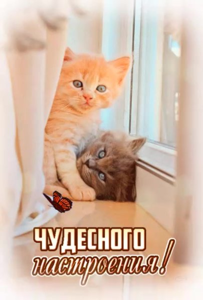 Добрый день с котами