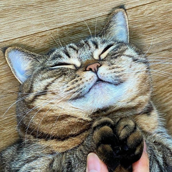 Довольный кот
