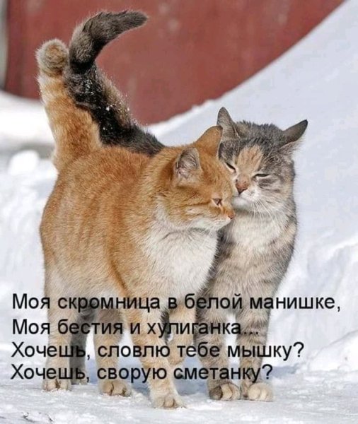 Коты и март