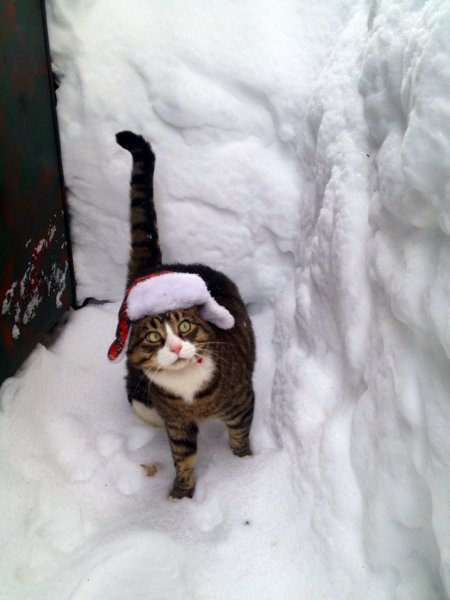 Коты на снегу