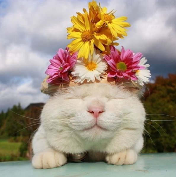 Котик с цветочком