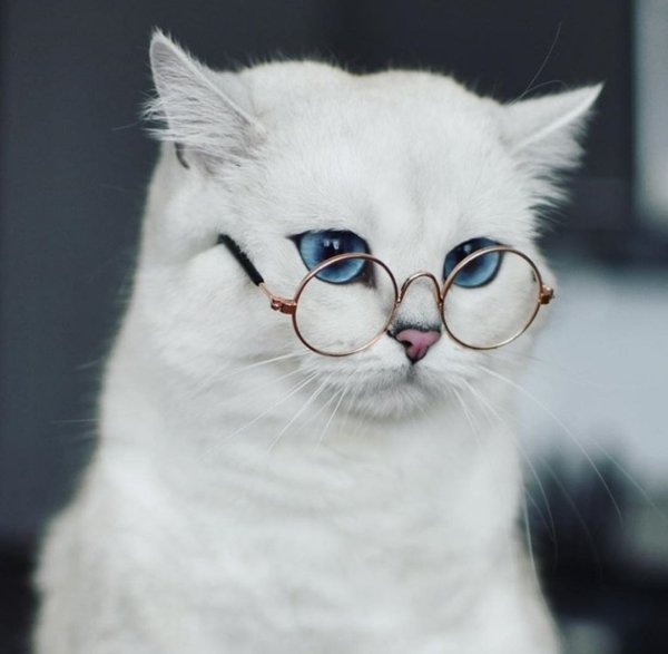 С котом в очках