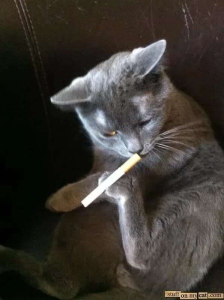 Кот с сигаретой
