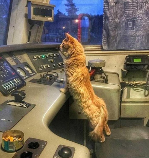 Поезд кот