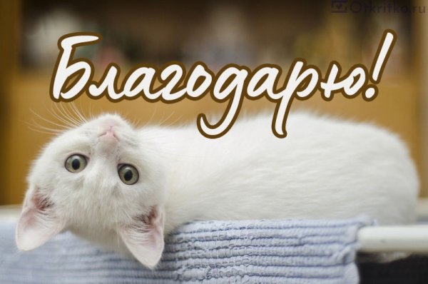 Котик благодарность