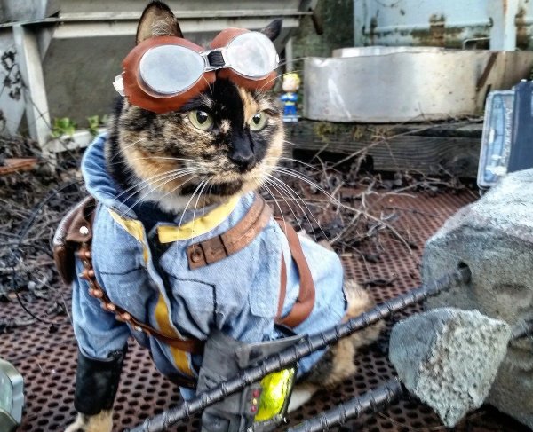 Кот строитель