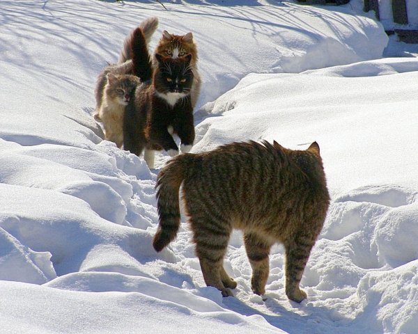 Зима и котики