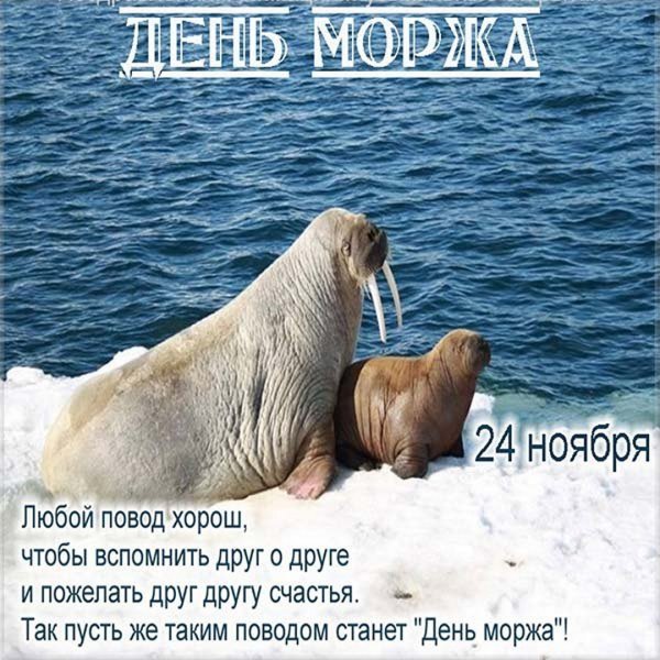 С днем моржа