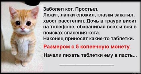 Болеющий Котик Картинки Смешные