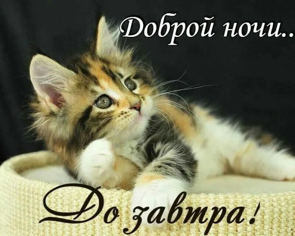 Доброй ночи с котятами