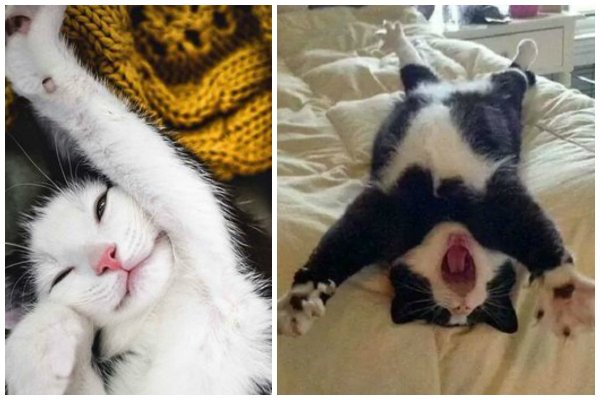 Котенок потягивается и зевает