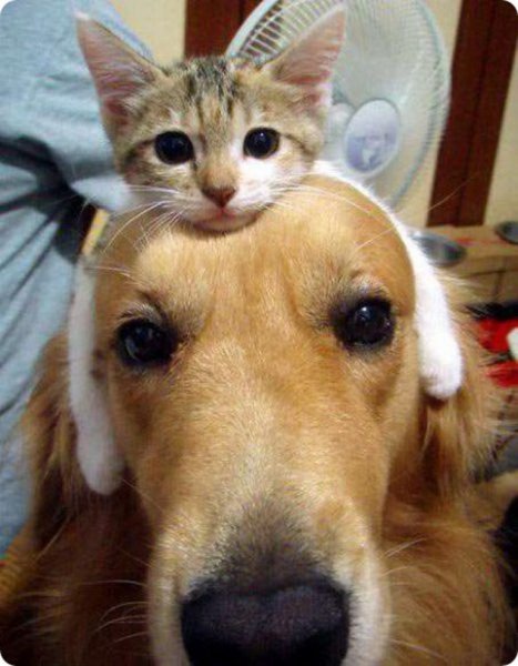 Смешные кошки и собаки