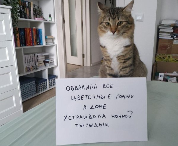 Без кота и жизнь не та картинки