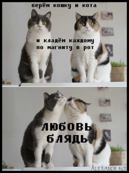 Котики про любовь