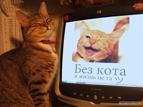 Надпись без кота и жизнь не та