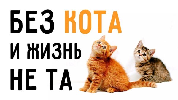 Без кота и жизнь не та