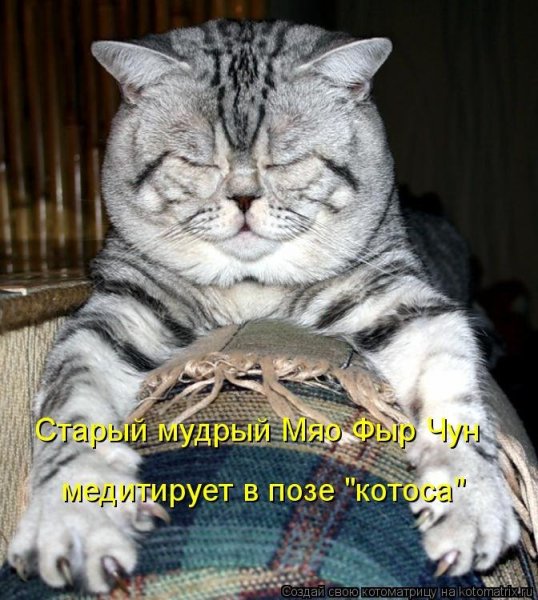 Мудрый кот