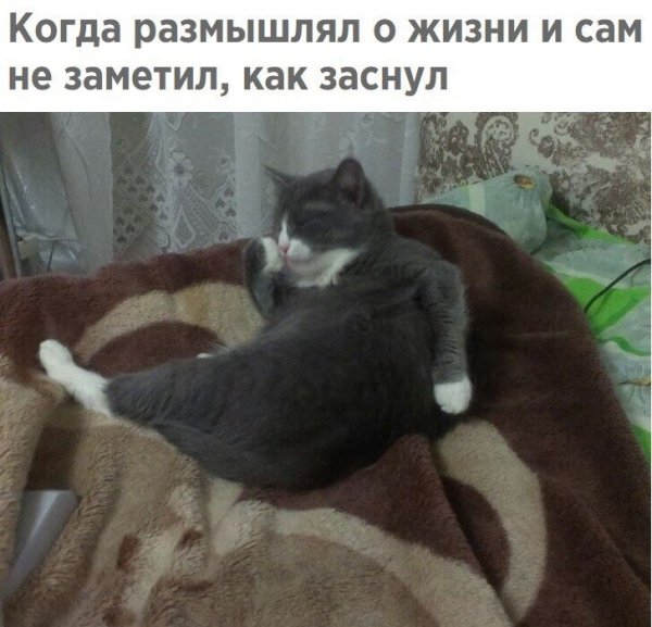 Надпись без кота и жизнь не та