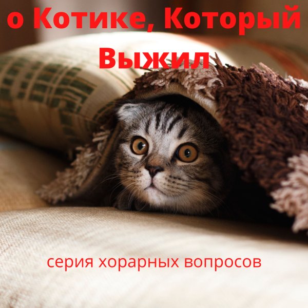 Коты и понедельник