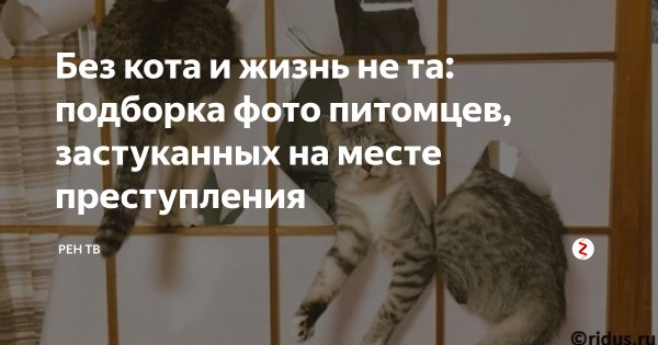 Мем без кота и жизнь не та