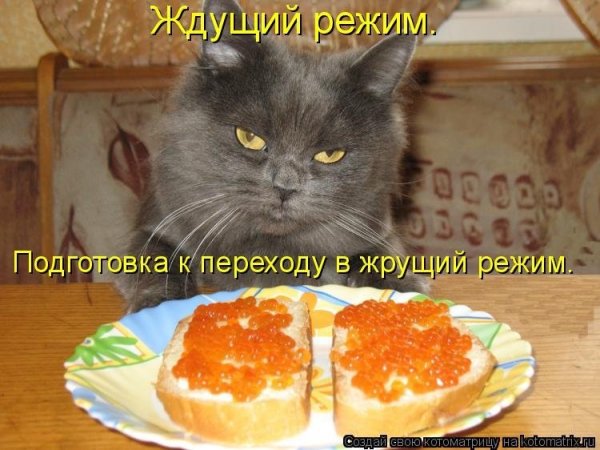 Кот и бутерброды с икрой