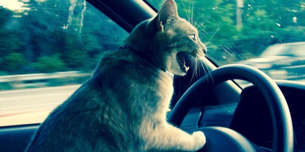 Коты за рулем автомобиля