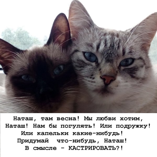 Про котиков и наташу