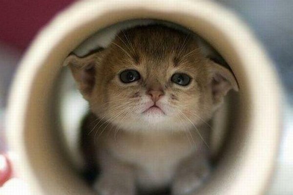 Милый кот