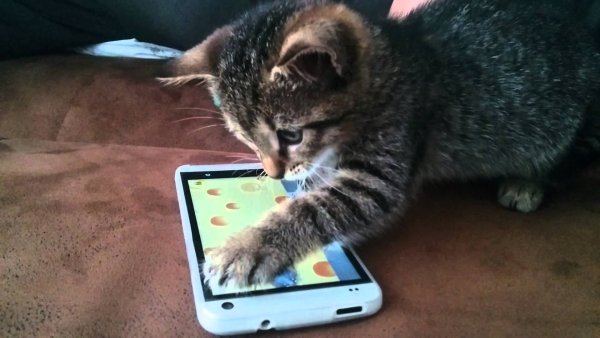 Кошка с мобильником