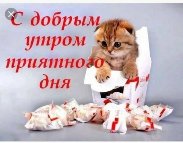 Котики с утра