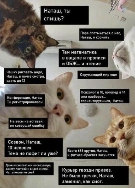 Наташа и коты