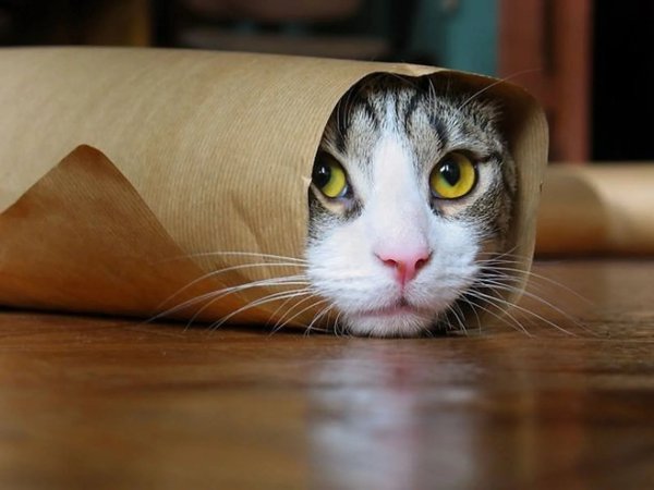 Приколы про кошек