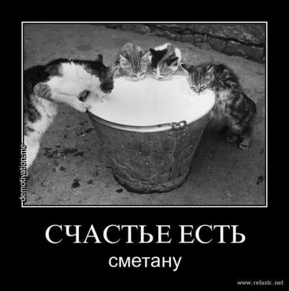 Смешные коты в сметане