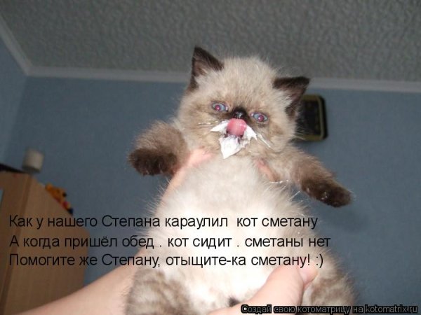 Смешные котята в сметане