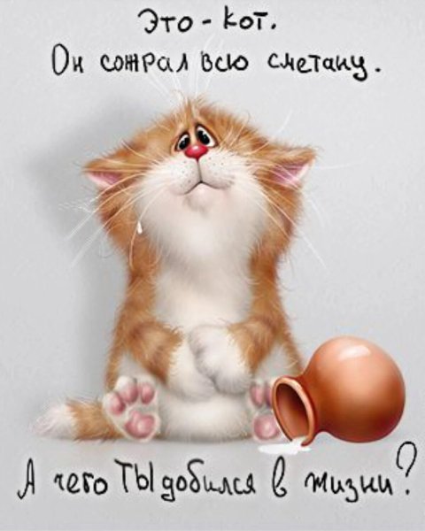 Смешные открытки с котиками