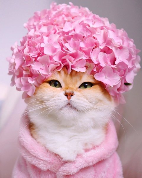 Котята для настроения