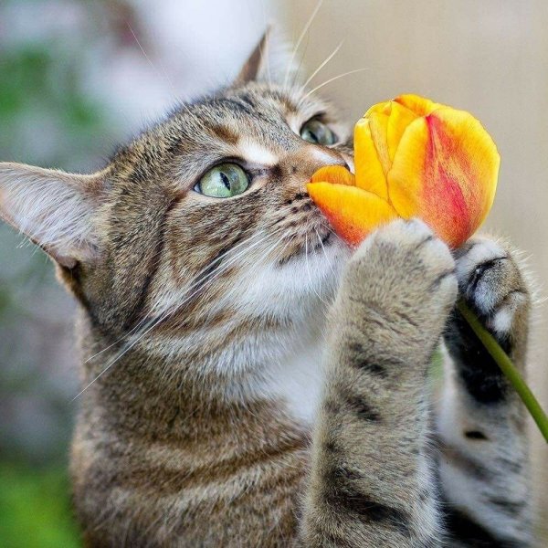 Весенняя кошка