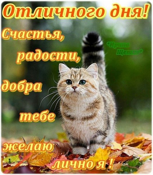Классного дня и отличного настроения