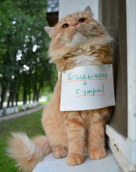 Котики с надписями