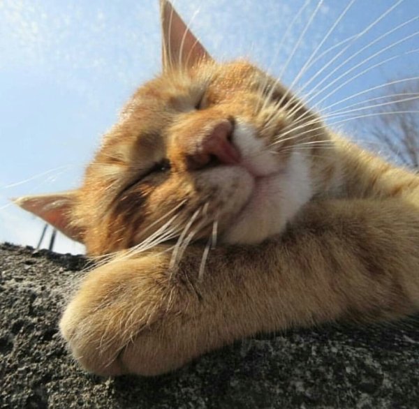 Позитивные коты