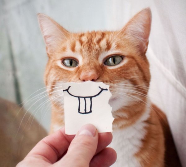 Кот улыбается