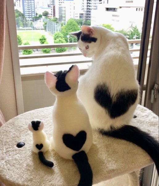 Смешные кошки